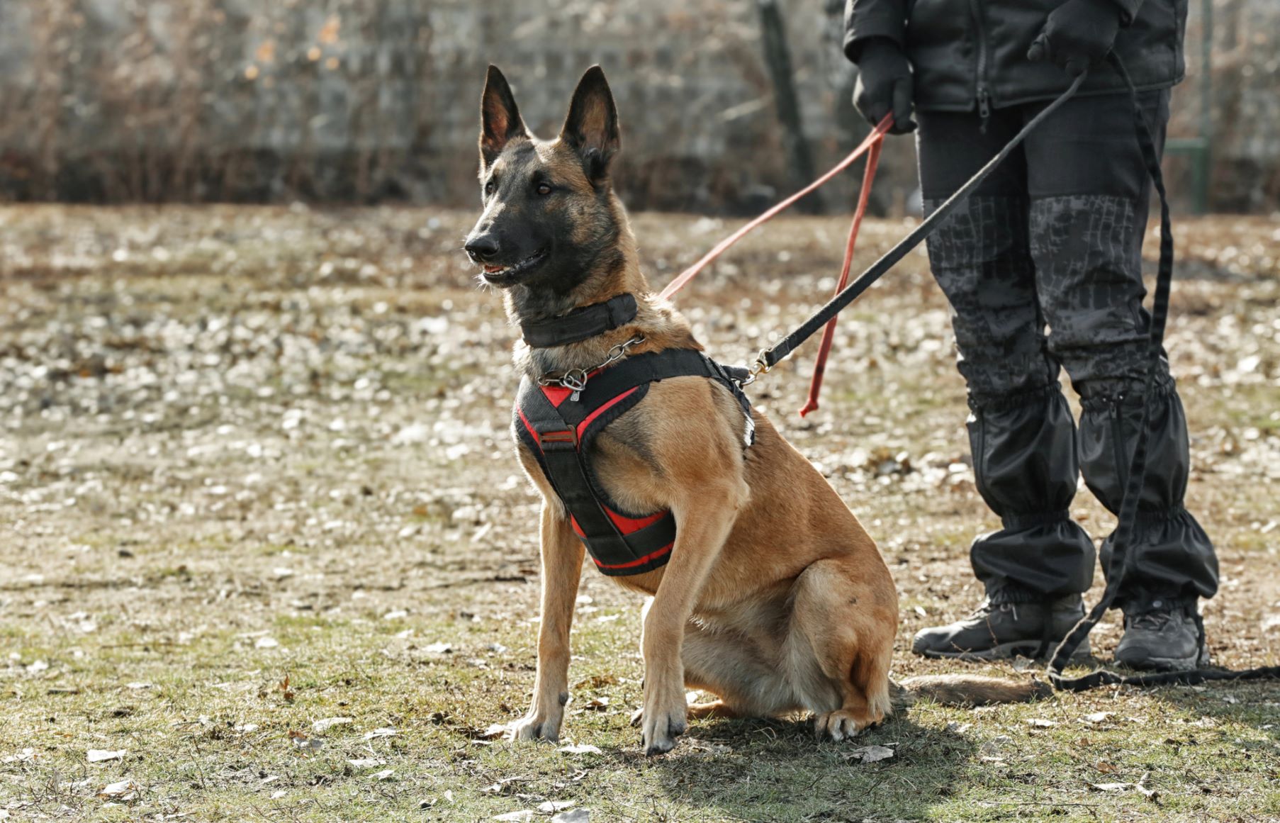 safety-alert-at-white-house:-canine-incident-sends-staff-scrambling