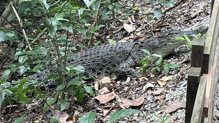 “Crocodile near walking path inside Sungei Buloh Wetland Reserves” — Woman urges NParks to take “proactive steps to ensure” public safety