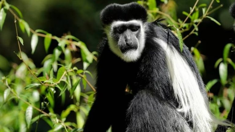 Singapore Zoo’s “escape artist” colobus monkey found and safely returned after six months in the wild