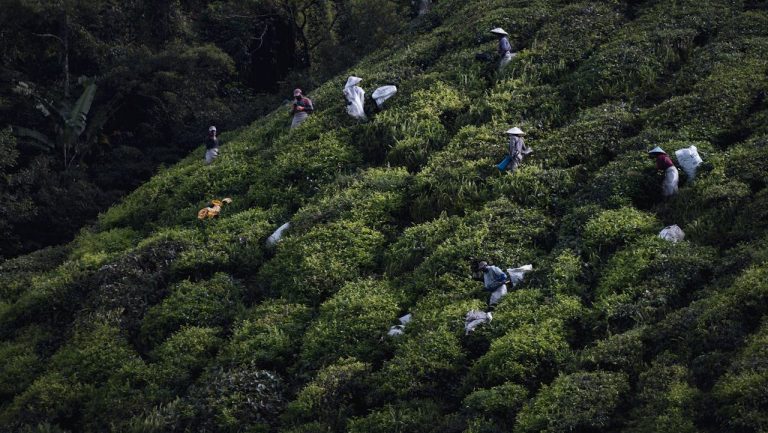 Malaysia’s 2.5 million worker cap limits foreign labour to just 90,000, igniting plantation crisis