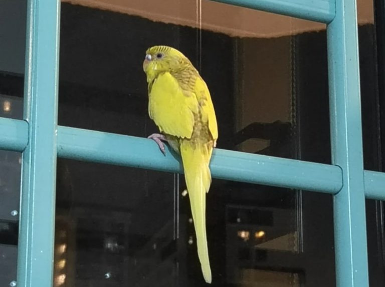 ‘I raised her since she was a baby’: Budgie owner desperate for help finding lost pet